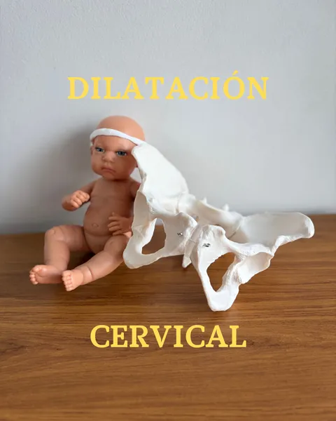 Dilatación cervical, explicada con un muñeco y un modelo de pelvis